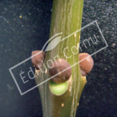 Fraxinus angustifolia bourgeon axillaire