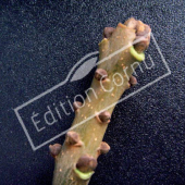 Fraxinus angustifolia bourgeon terminal