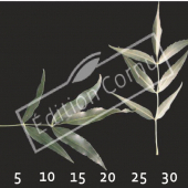 Fraxinus angustifolia feuille CM