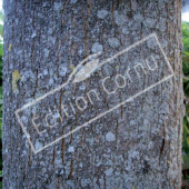 Fraxinus angustifolia tronc