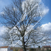 Fraxinus excelsior entier hiver