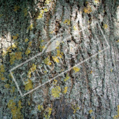 Fraxinus excelsior tronc