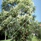 Fraxinus ornus entier fleuri