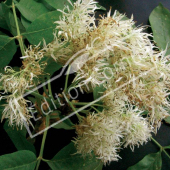 Fraxinus ornus fleur