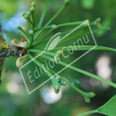 Ginkgo biloba fleur femelle
