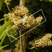 Ginkgo biloba fleur mâle