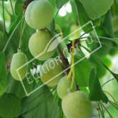 Ginkgo biloba fruit vert