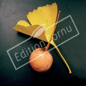 Ginkgo biloba fruit