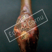 Gleditsia triacanthos ‘Inermis’ bourgeon axillaire
