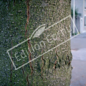 Gleditsia triacanthos ‘Inermis’ tronc