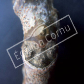 Gymnocladus dioïca bourgeon axillaire