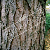 Gymnocladus dioïca tronc