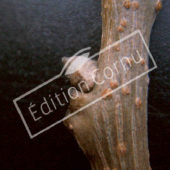 Koelreuteria paniculata bourgeon axillaire
