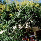 Koelreuteria paniculata entier fleur