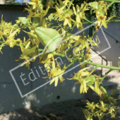 Koelreuteria paniculata fleur