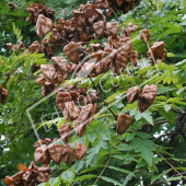 Koelreuteria paniculata fruit