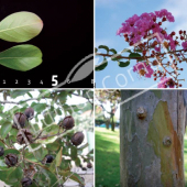 Lagerstroemia indica 4 photos