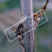 Lagerstroemia indica bourgeon axillaire