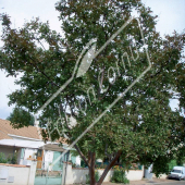 Lagerstroemia indica entier été