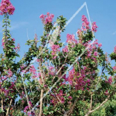 Lagerstroemia indica entier fleuri