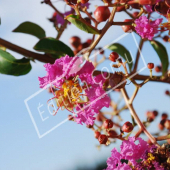 Lagerstroemia indica fleur seule