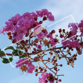 Lagerstroemia indica fleur