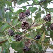 Lagerstroemia indica fruit