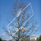 Liquidambar styraciflua entier hiver