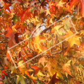 Liquidambar styraciflua feuille automne