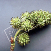 Liquidambar styraciflua fruit