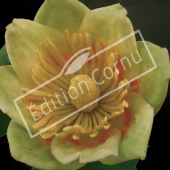 Liriodendron tulipifera fleur