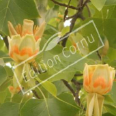 Liriodendron tulipifera fleurs arbre