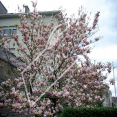 Magnolia X soulangeana entier fleuri