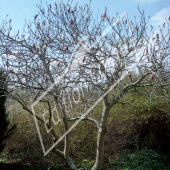 Magnolia X soulangeana entier hiver