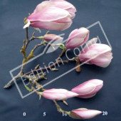 Magnolia X soulangeana fleur