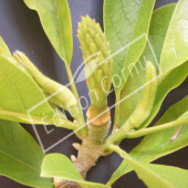 Magnolia X soulangeana fruit
