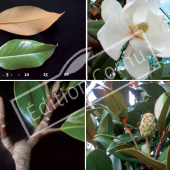 Magnolia grandiflora 4 photos