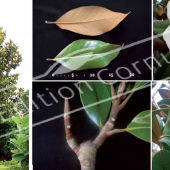 Magnolia grandiflora 5 photos