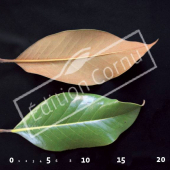 Magnolia grandiflora CM