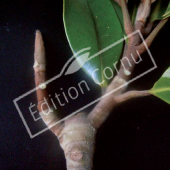 Magnolia grandiflora bourgeon terminal