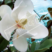 Magnolia grandiflora fleur