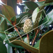 Magnolia grandiflora fruit
