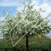 Malus Perpetu® ‘Evereste’ entier fleuri