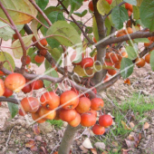 Malus Perpetu® ‘Evereste’ entier fruit