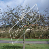 Malus Perpetu® ‘Evereste’ entier hiver