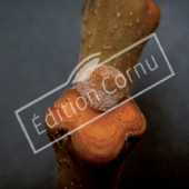 Melia azedarach bourgeon axillaire