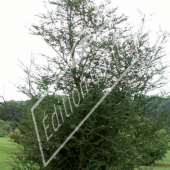 Nothofagus antarctica entier été