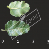 Nothofagus antarctica feuille CM