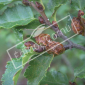 Nothofagus antarctica fruit