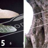 Olea europaea 2 photos